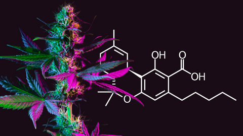 THCa Flower Same-Day Cannabis Delivery Austin and Lubbock, TX Our Dispensary Ships Nationwide