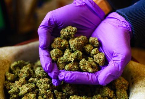 About Us at Uforiq Same-Day Cannabis Delivery Austin and Lubbock, TX Our Dispensary Ships Nationwide
