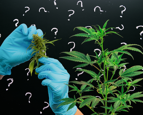 Texas Medical Marijuana vs Hemp THC: The 2026 Comparison Guide